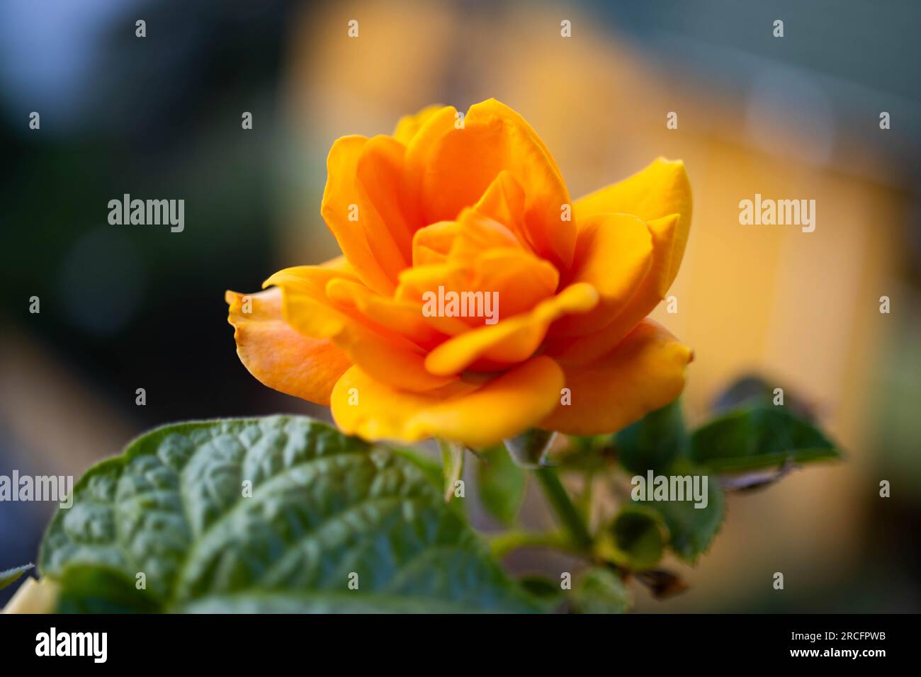 Schöne gelbe Rose im Garten Stockfoto