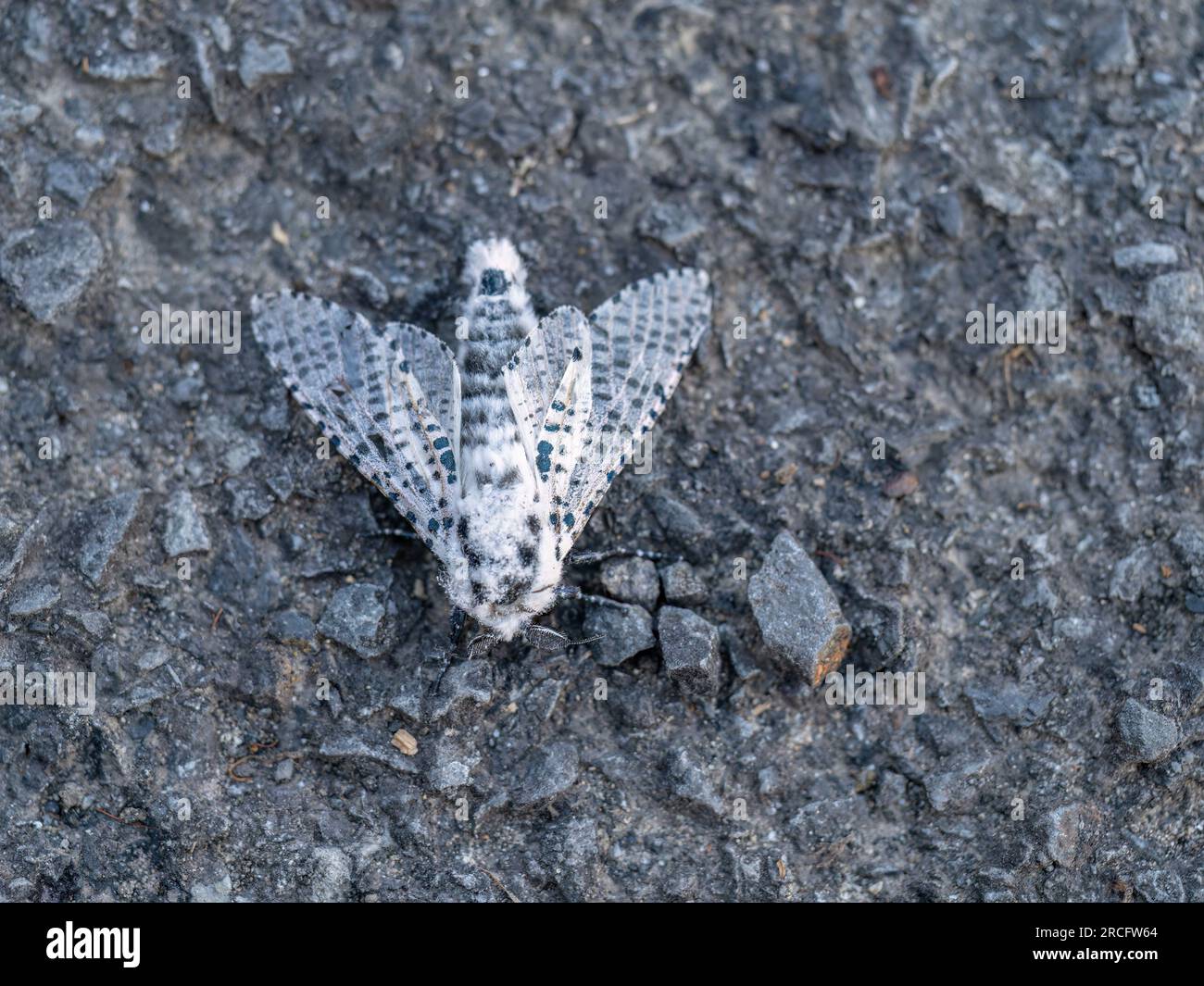 Leopard Moth alias Zeuzera pyrina, eine schwarz-weiße Motte, die in Großbritannien gefunden wurde. Stockfoto