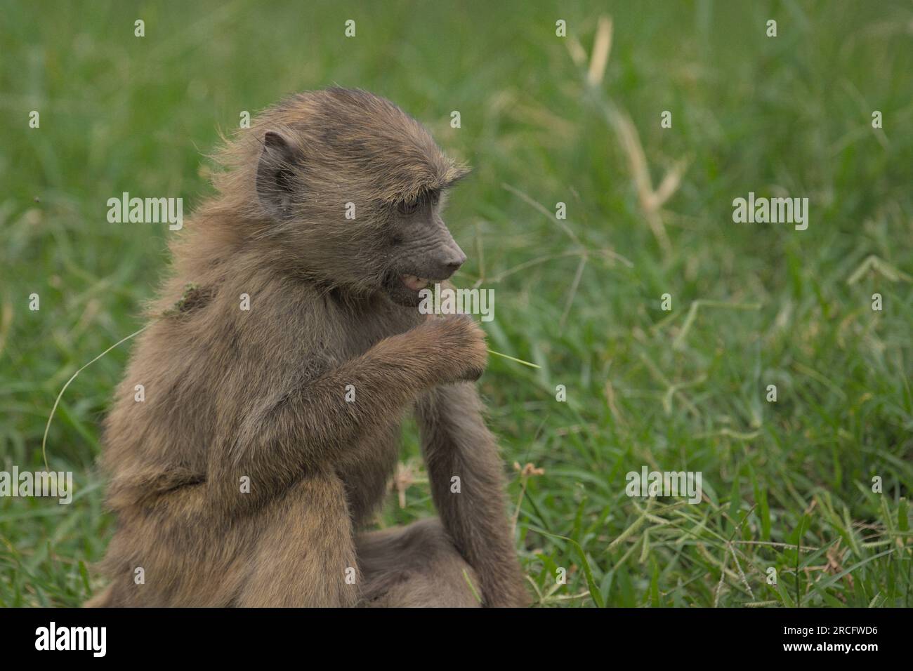 Junger Affe, der im grünen Gras sitzt und im Lake Nakuru Nationalpark, Kenia, Afrika, Gras kaut Stockfoto