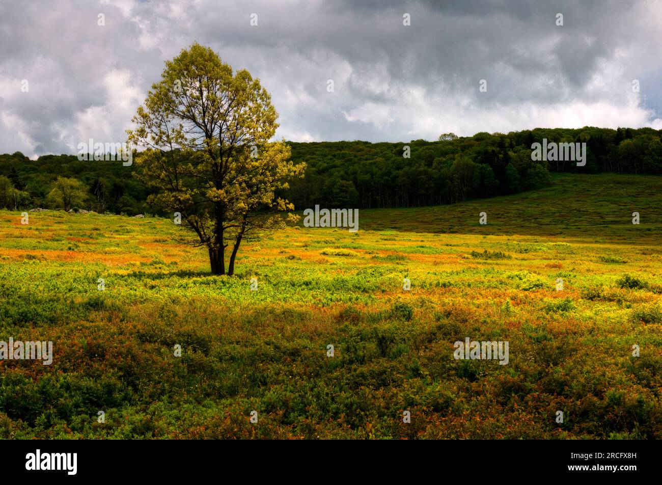 Baum in Big Meadows, Shenandoah-Nationalpark, Virginia, USA Stockfoto