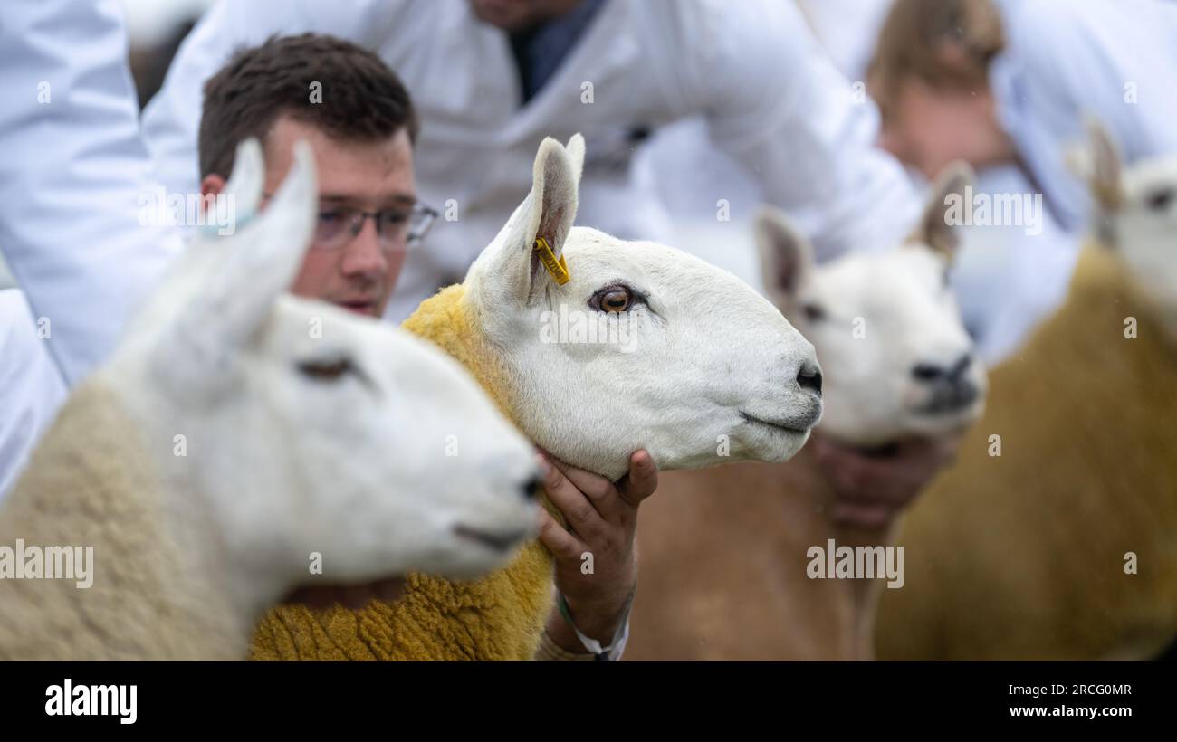 Schafe bei der Great Yorkshire Show, Harrogate, 2023. Stockfoto