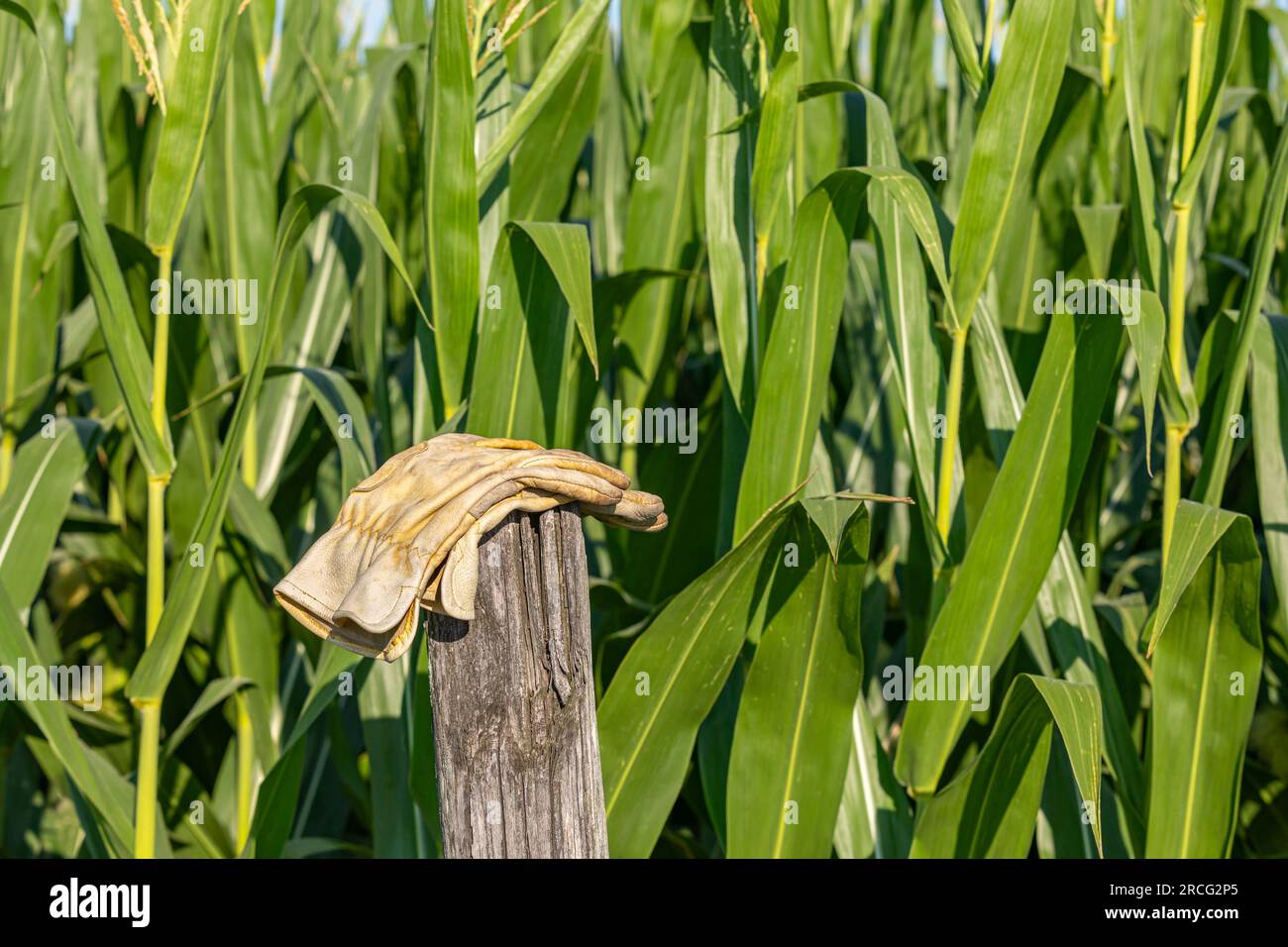 Lederarbeitshandschuhe auf Holzpfosten im Maisfeld. Konzept Landwirtschaft, Landwirtschaft und Lebensstil der Landwirtschaft. Stockfoto