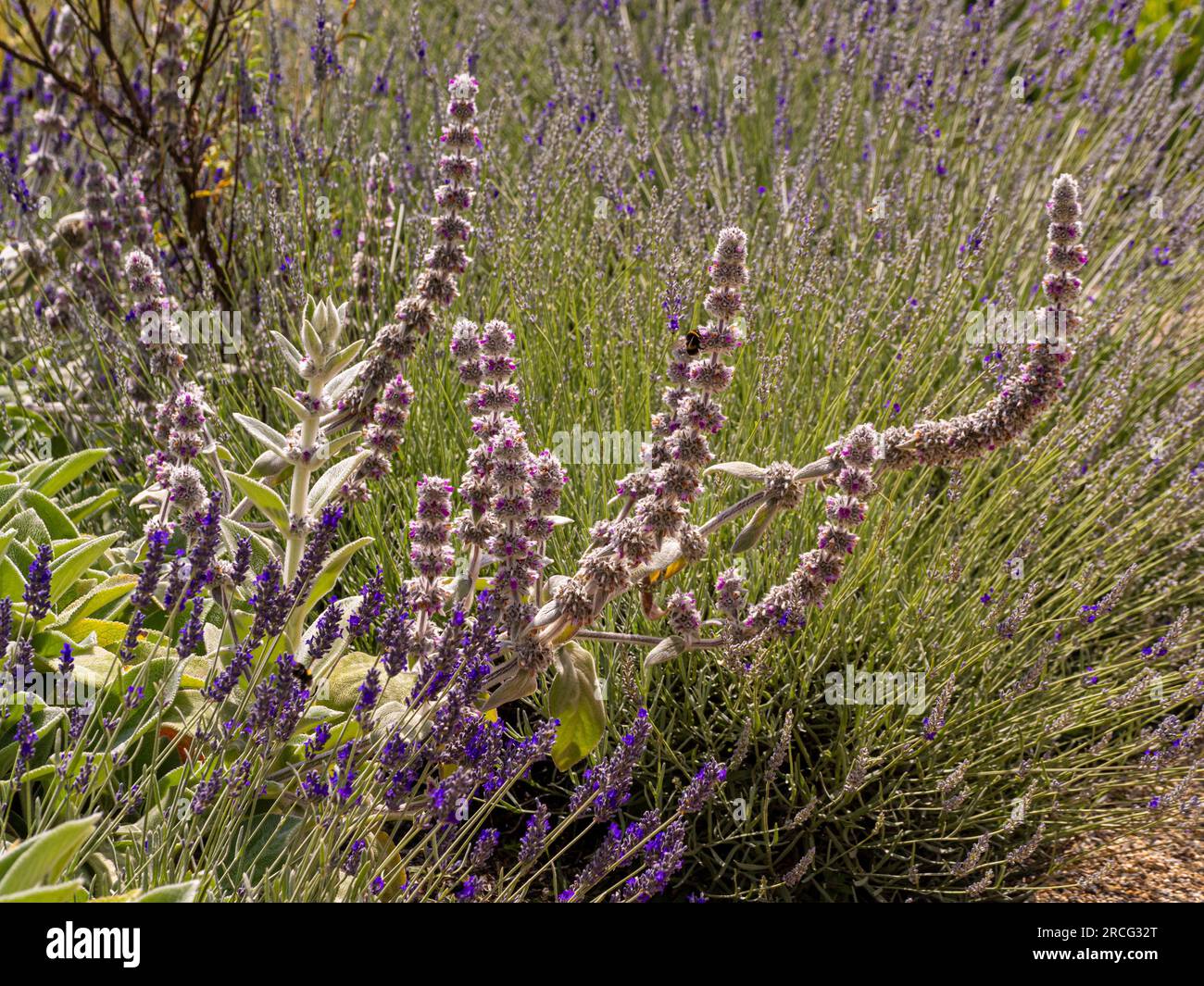 Dunkelrosa Blumen auf geschwungenen Stämmen von Stachys byzantina und die violetten Lavendelblumen, die im Sommer in einem Garten wachsen. Stockfoto
