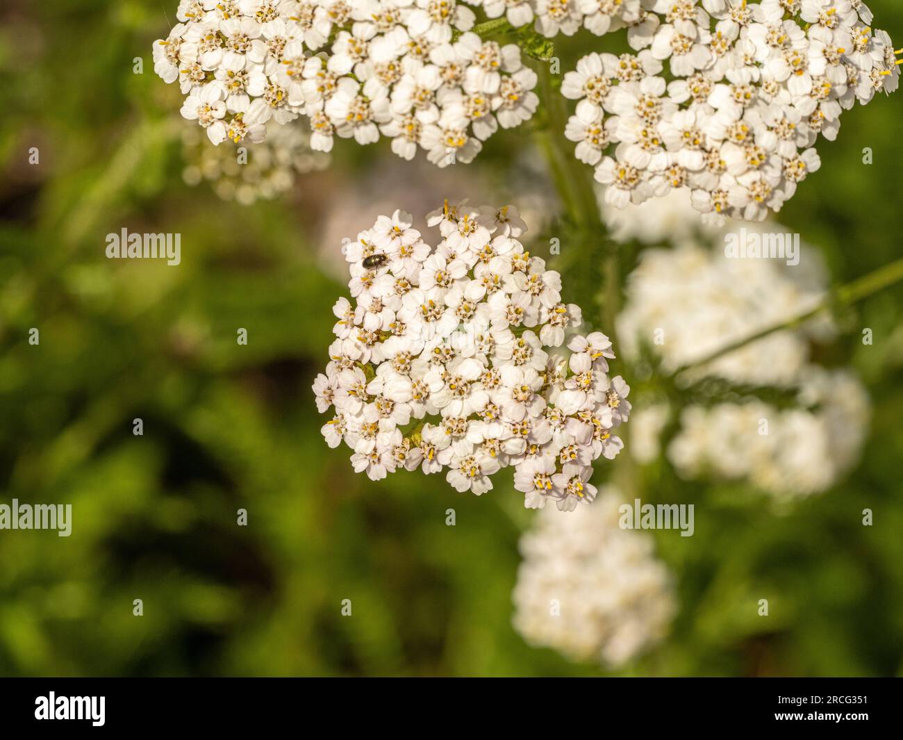 Weißes Achillea millefolium – in einem britischen Garten wachsender Seepfeil. Stockfoto