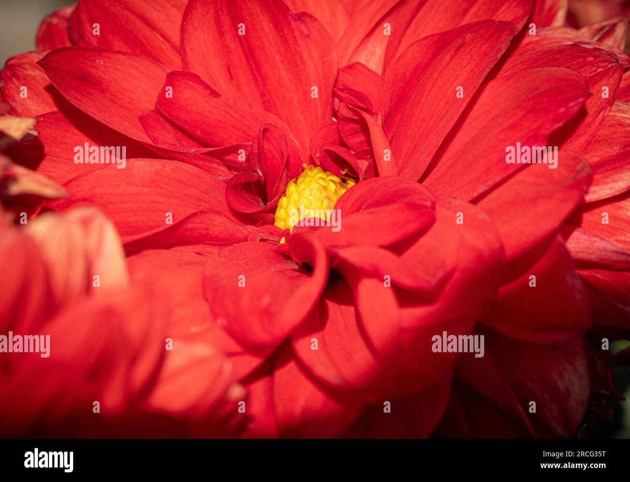 Nahaufnahme einer leuchtend roten Dahlie mit gelber Mitte, die in einem Garten wächst. Stockfoto