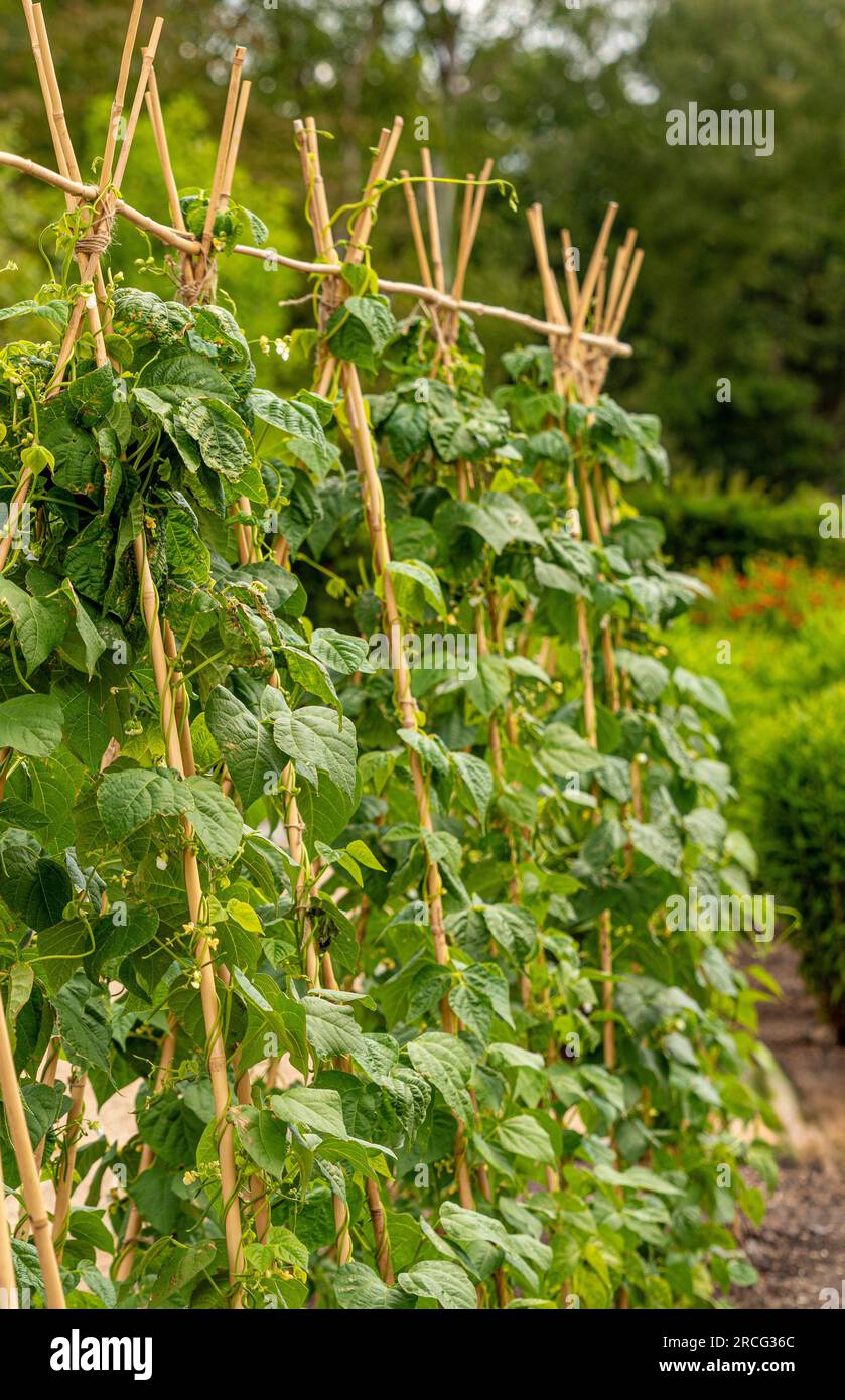 Kletterbohnen wachsen in einem britischen Garten als A-Rahmen aus Bambusstangen auf. Stockfoto