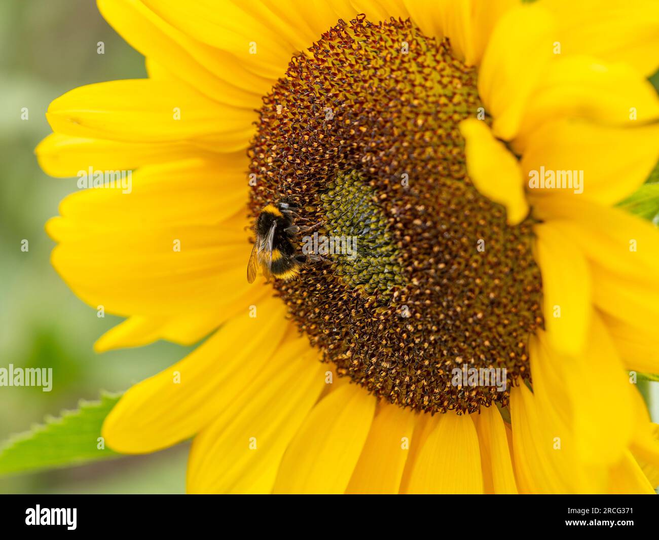 Nahaufnahme einer Biene auf der Blume der mittleren Scheibe einer Sonnenblume. Stockfoto