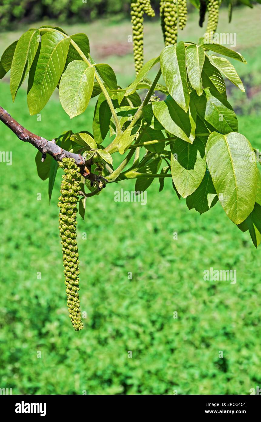 Im Frühling hängt man einen Strauß männlicher Blumen auf Walnuss auf dem Ast Stockfoto