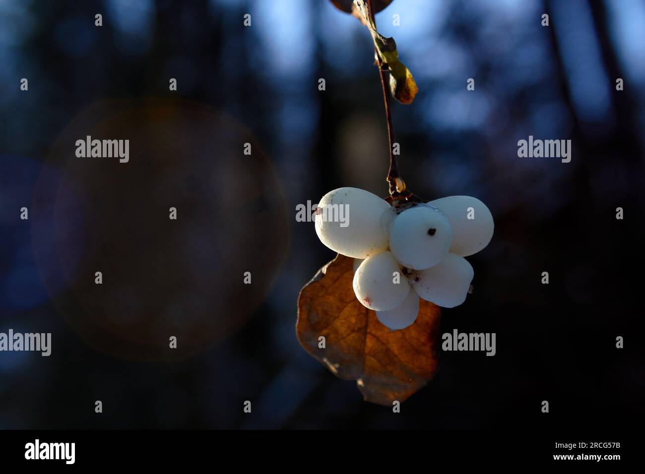 Ein Stiel weißer Beeren wird von der Sonne beleuchtet. Stockfoto