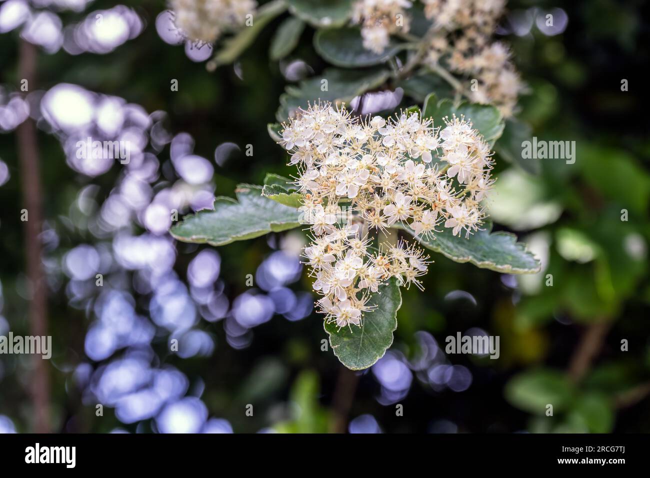 Sorbus Intermedia oder Schwedisch mit Leuchtblumen im Frühling, Nahaufnahme Stockfoto