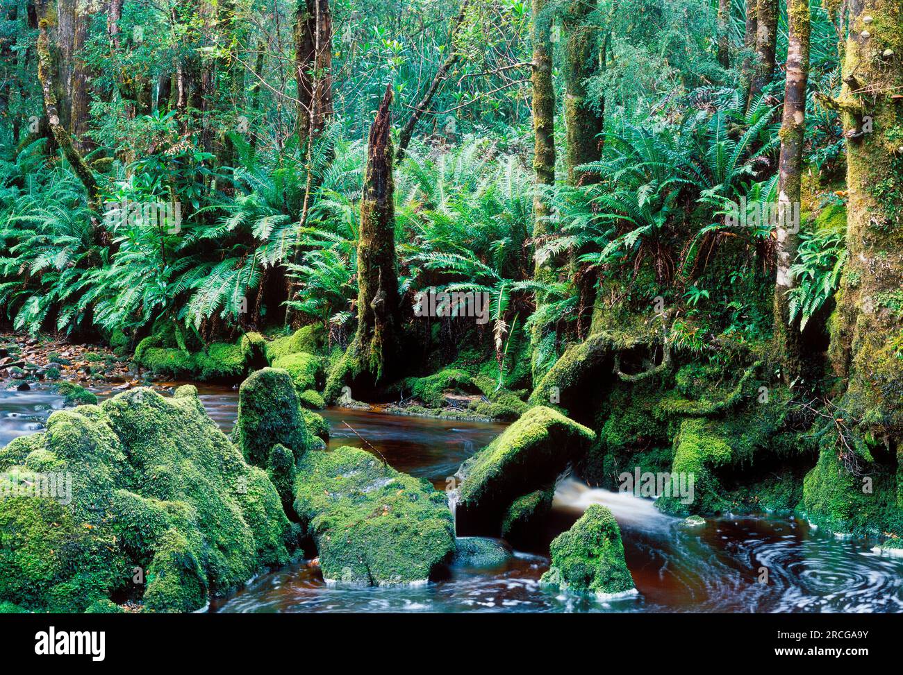 Bird River im Regenwald, Tasmanien, Australien Stockfoto