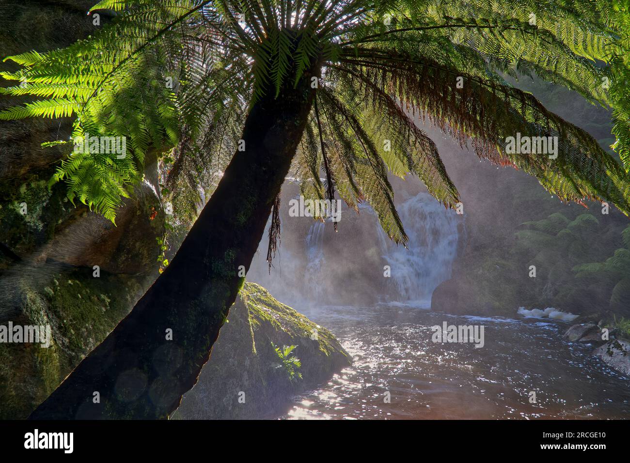 Halls fällt auf den Bräutigam-Fluss, nebelt und sprüht nach Überschwemmungen, die durch Farnwedel in die Sonne in der Nähe von St Helens, Tasmanien, Australien, betrachtet werden Stockfoto