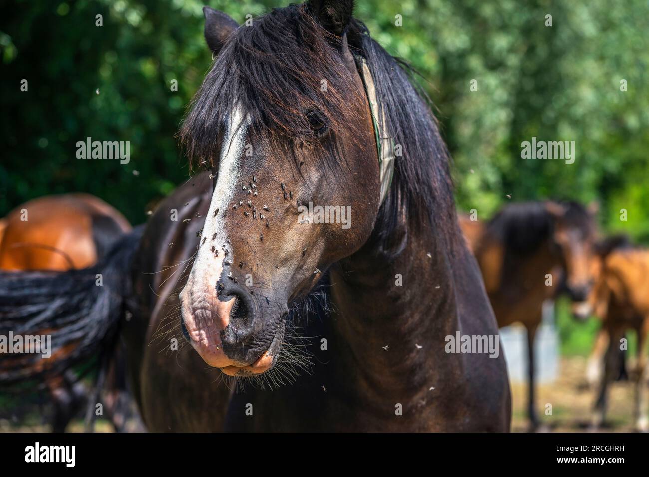 Ein braunes Pferd (Equus ferus caballus), umgeben von lästigen Hausfliegen bei warmem Sommerwetter Stockfoto