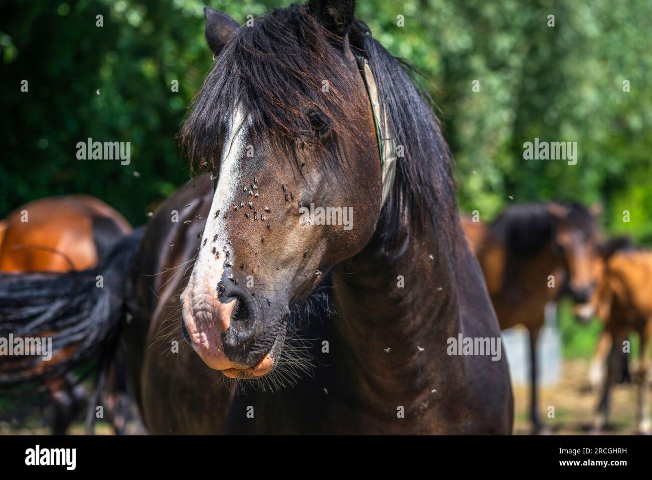 Ein Pferd (Equus ferus caballus), umgeben von lästigen Hausfliegen bei warmem Sommerwetter Stockfoto