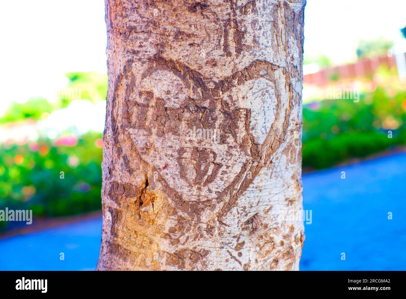 Ein Herz, das vor langer Zeit von Liebenden in Baumrinde geschnitten wurde. Stockfoto