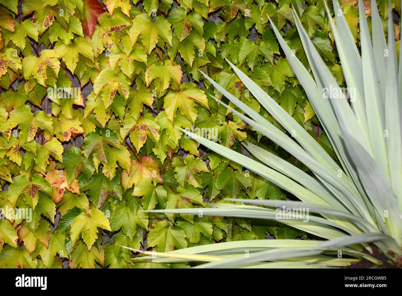Hintergrund einer mit Ivy bedeckten Wand Stockfoto