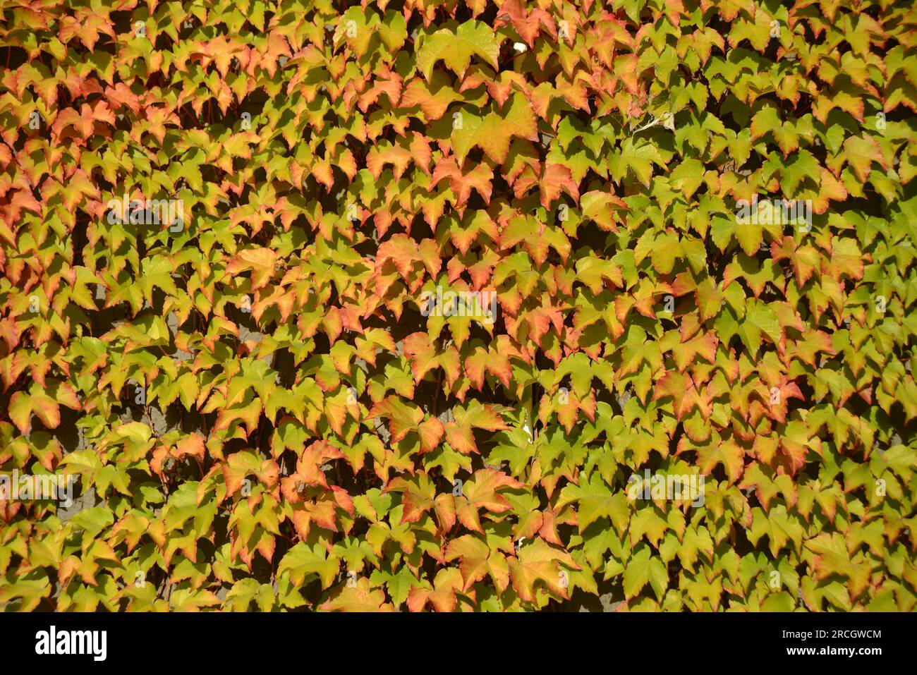 Hintergrund einer mit Ivy bedeckten Wand Stockfoto
