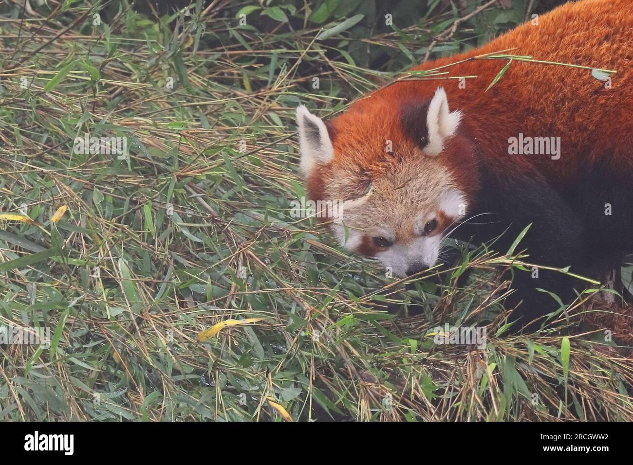 Vom Aussterben bedrohte Tierarten, schöner und niedlicher roter Panda (ailurus fulgens) in einem Bambuswald im singalila-Nationalpark in westbengalen, indien Stockfoto