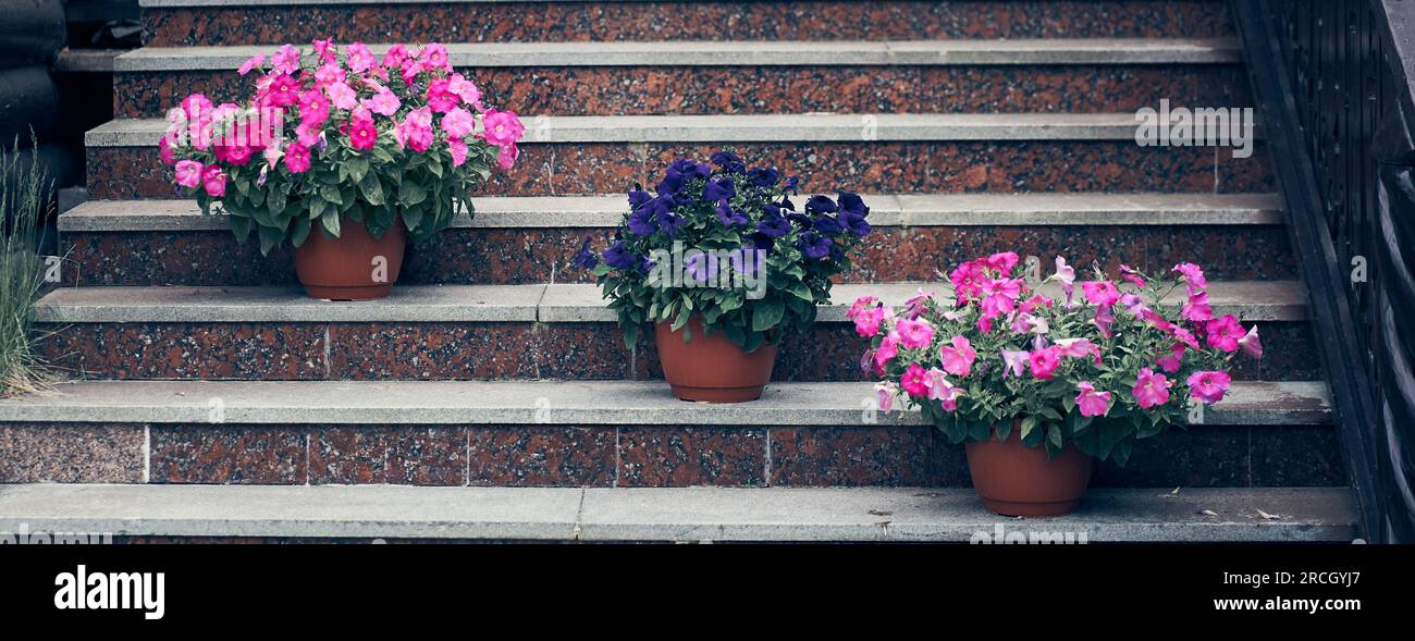 Nahaufnahme von Blumen in Gartentöpfen auf Augenhöhe. Auf der Treppe stehen drei Stücke in verschiedenen Farben, mit Platz zum Kopieren. Hochwertiges Foto Stockfoto