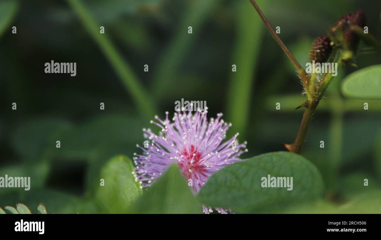 Lila Blühende Mimosenblüte Stockfoto