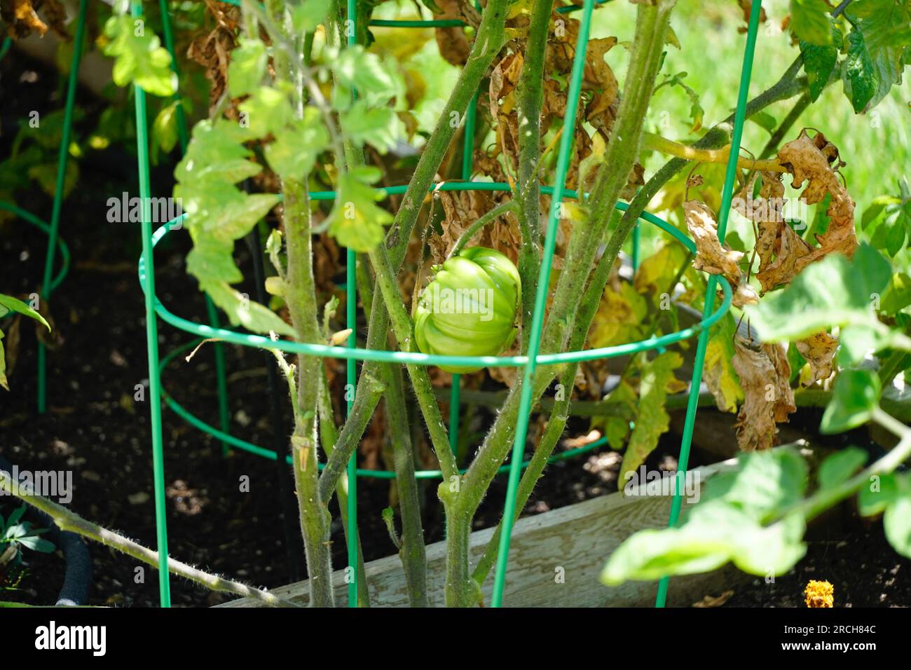 Grüne Tomatenpflanzen Stockfoto