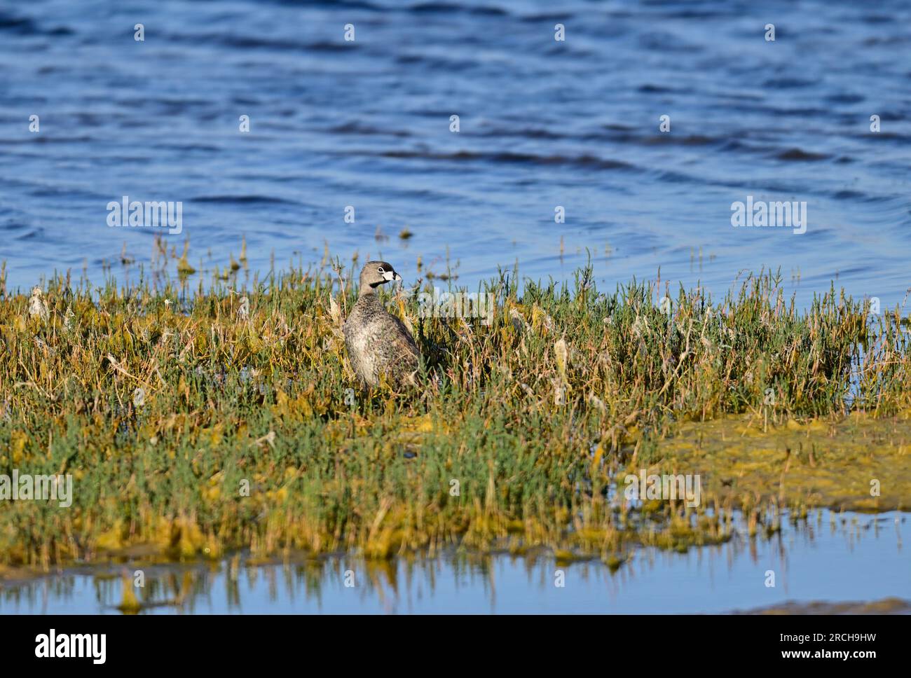 Rattenschnabel-Grebe alias Podilymbus podiceps Stockfoto