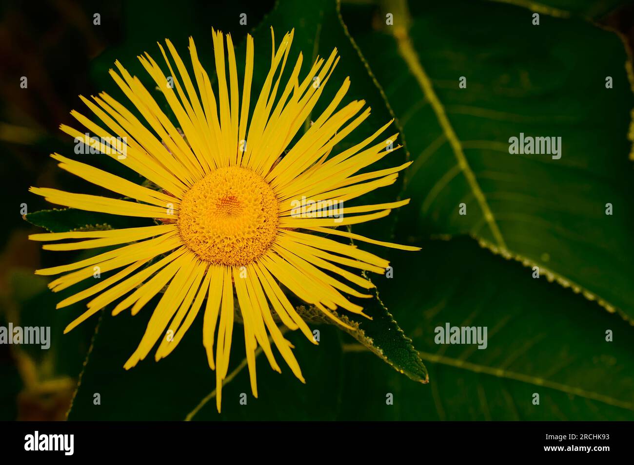 Leuchtend orangefarbenes Zentrum und zahlreiche Blütenblätter von Yellow Oxeye (telekia speciosa), Asteracaea, die in der Türkei zu finden sind. Stockfoto