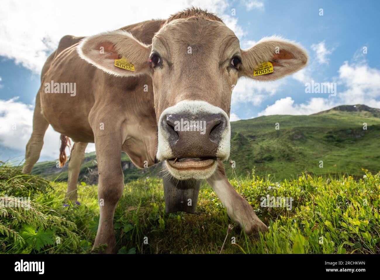 Alpine Landwirtschaft - Radons, Schweiz Stockfoto