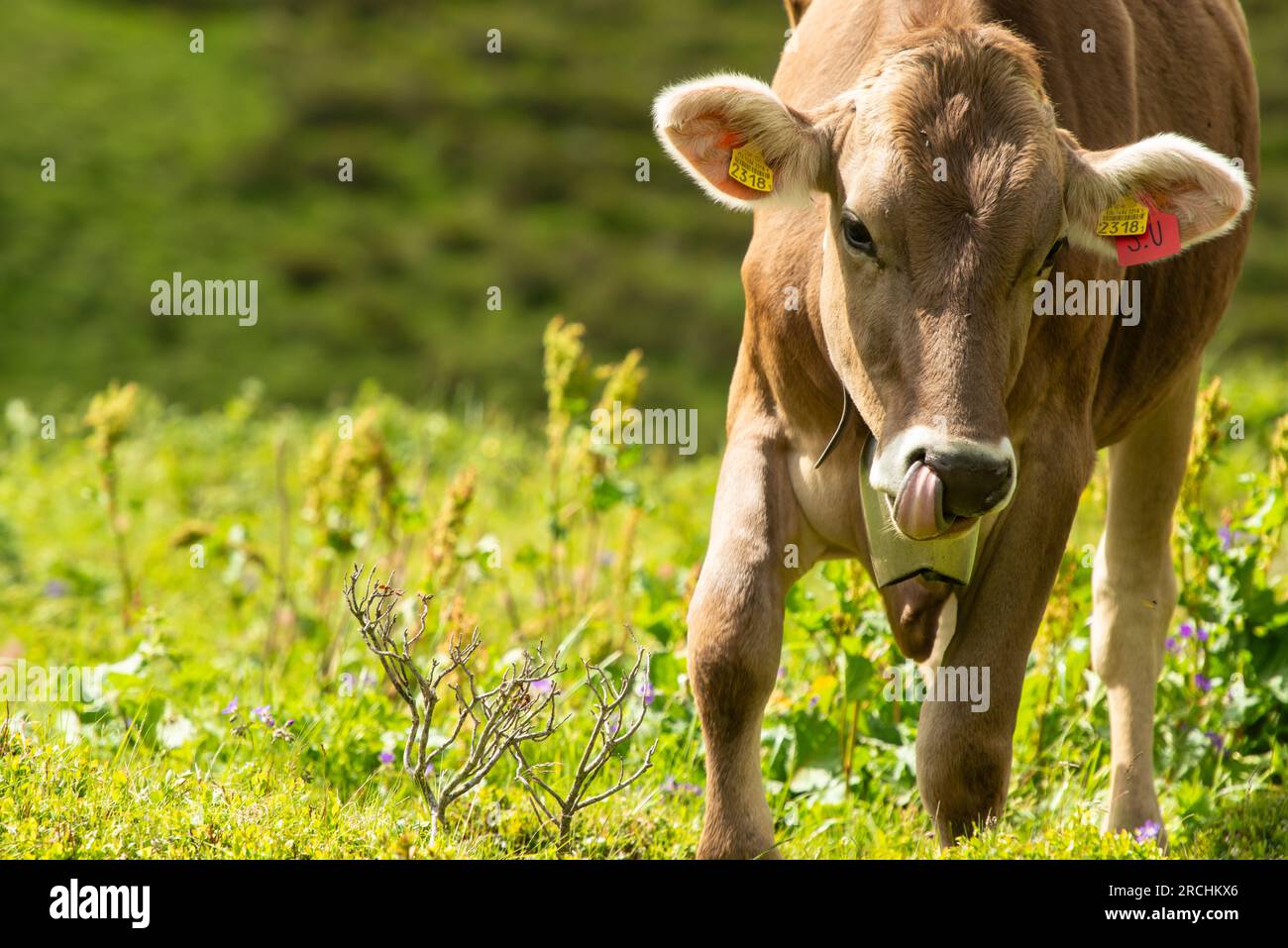 Alpine Landwirtschaft - Radons, Schweiz Stockfoto