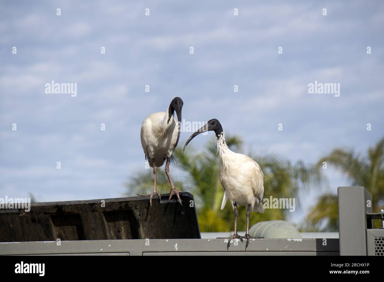 Ein Paar australisches Hühnchen das weiße Ibis (Threskiornis molucca) ist ein Watvogel der ibis Familie, Threskiornithidae. Stockfoto