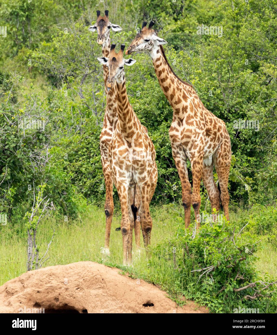 Gruppen junger männlicher Giraffen machen sich auf den Weg zum Fluss. Diese Vereinigungen sind zeitlich begrenzt und recht flexibel. Mit dem Alter werden sie einsam. Stockfoto