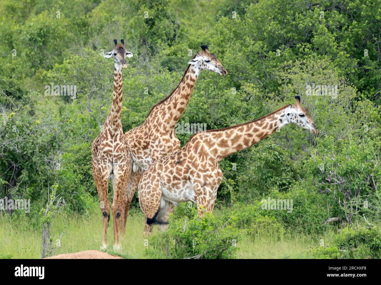 Gruppen junger männlicher Giraffen treffen sich in der Nähe von Wasserstellen. Diese Vereinigungen sind zeitlich begrenzt und recht flexibel. Mit dem Alter werden sie einsamer. Stockfoto