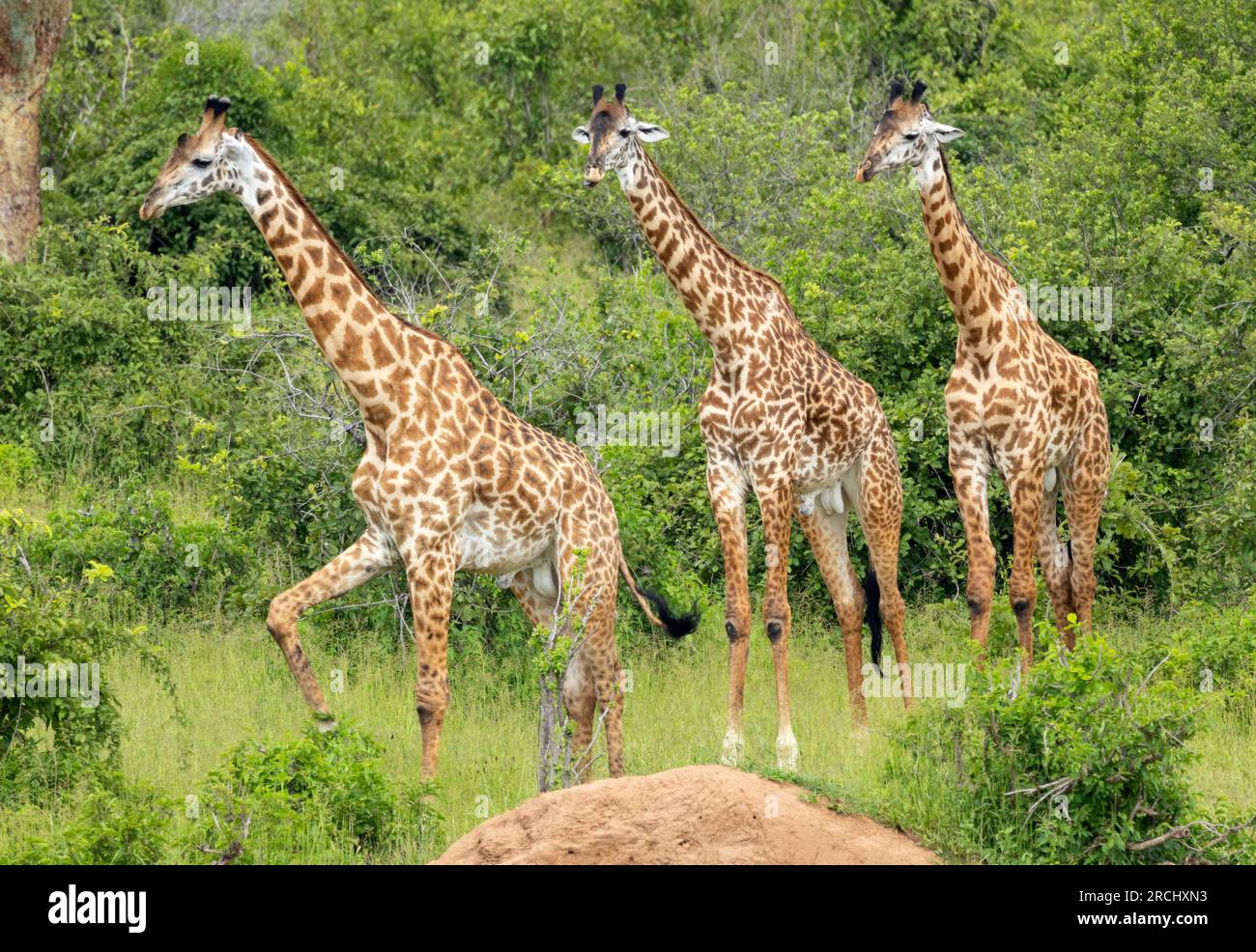 Eine Gruppe junger männlicher Giraffen macht sich auf den Weg zum Fluss. Diese Assoziation ist vorübergehend und recht flexibel. Mit dem Alter werden sie einsam. Stockfoto