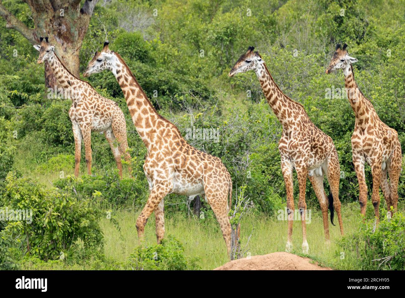 Eine Gruppe junger männlicher Giraffen treffen sich an Wasserstellen. Diese Assoziation ist vorübergehend und recht flexibel. Mit zunehmendem Alter werden sie einsamer. Stockfoto