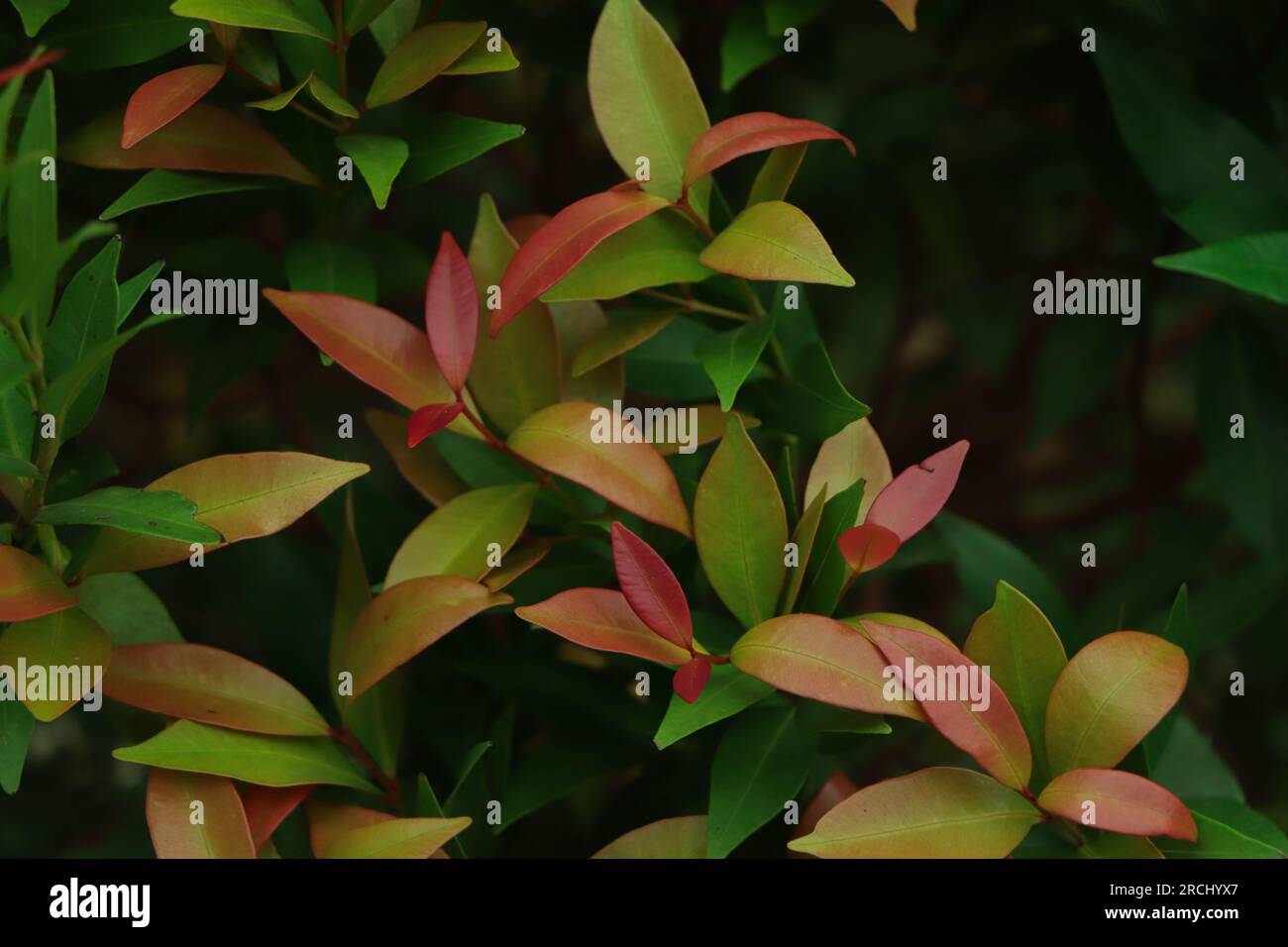 Christina Leaves (Syzygium australe), Hintergrund mit rotem und grünem Blatt, heller Frühlingssommer-Garten. Stockfoto