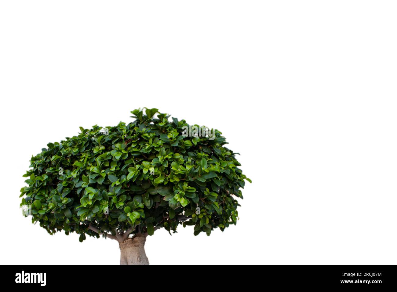 Strukturbaum auf transparentem Hintergrund, realer Baum, grünes Blatt, Matrizenschnitt isolieren. Stockfoto
