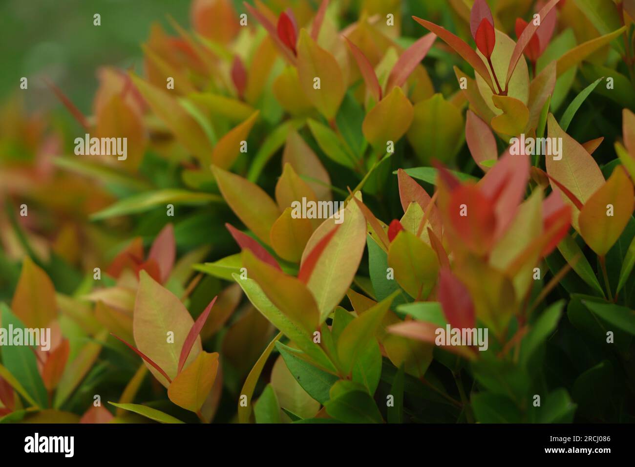 Hinterlässt den Hintergrund von syzygium australian Rose Apple. Stockfoto