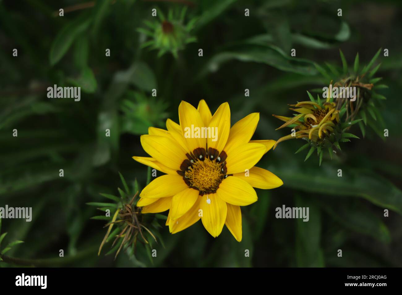 Gazanias (Schatzblume oder afrikanische Gänseblümchen) sind zarte mehrjährige Blumen mit bunten Blumen. Aus Südafrika Stockfoto