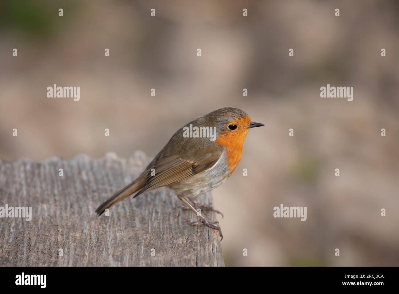 Freundliches Red robin am Ufer des Derwentwater Lake District Cumbria Stockfoto