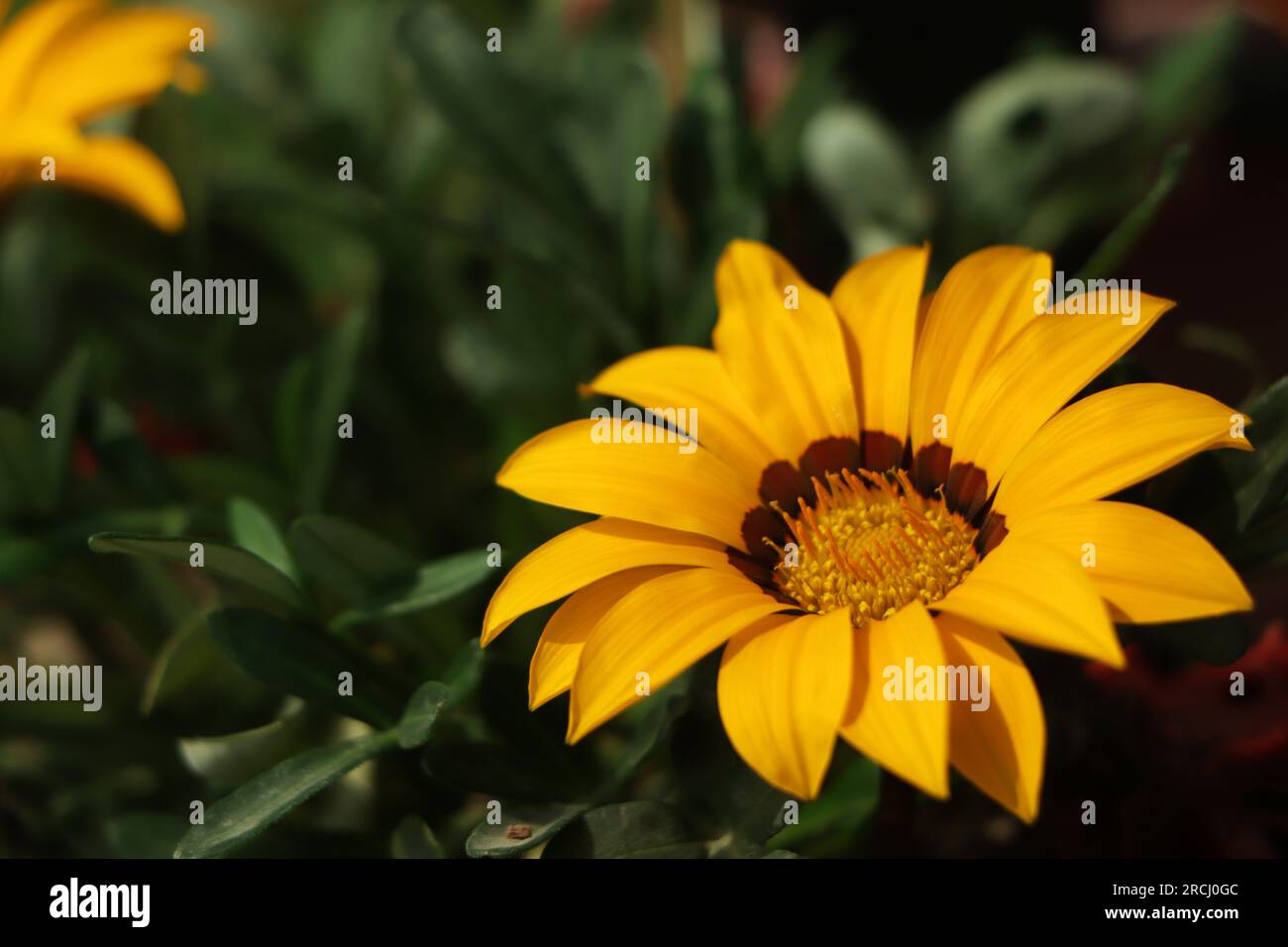 Gelbe Gazanenblume mit Kopierraum Stockfoto