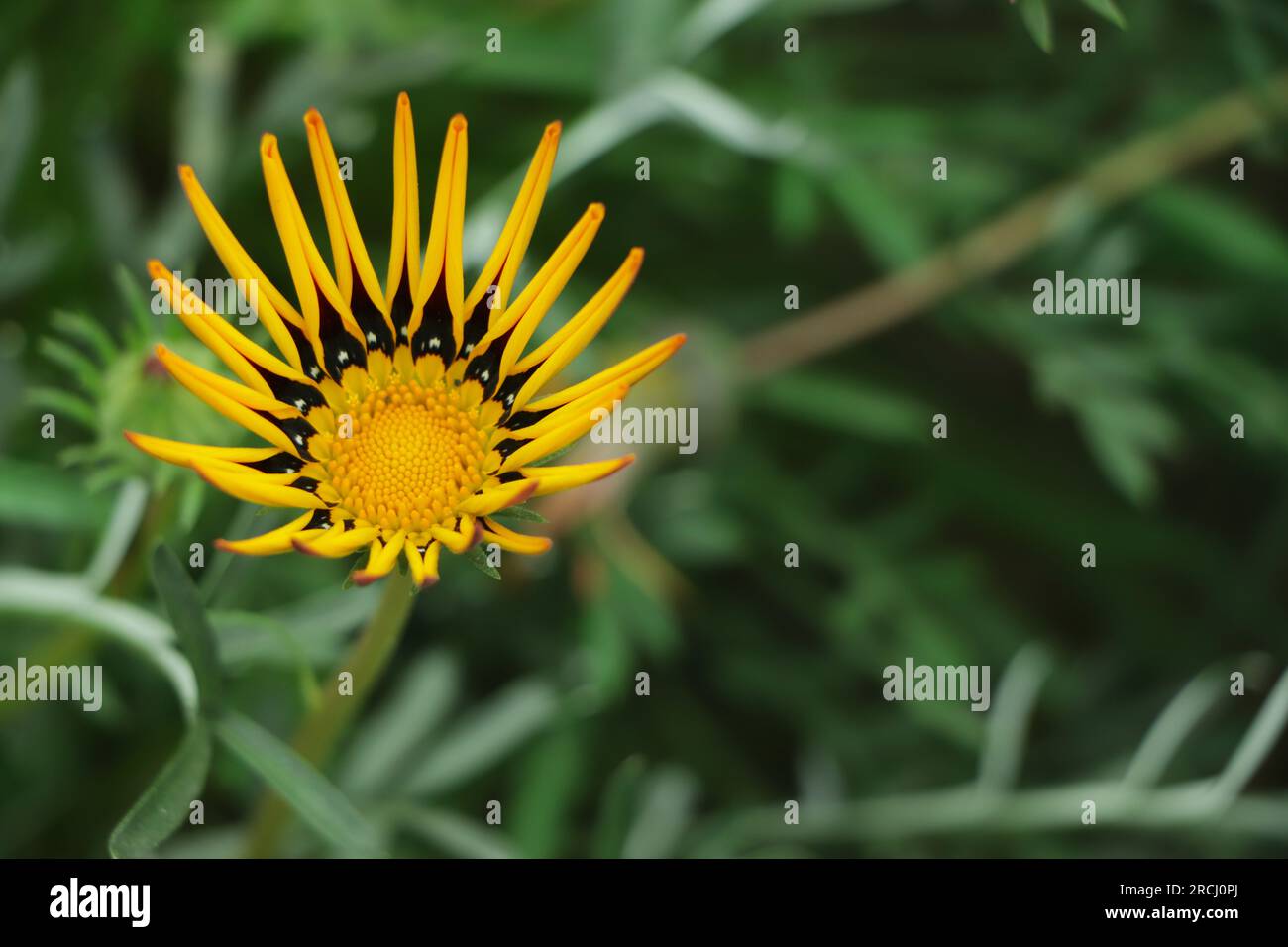 Gazanias (Schatzblume oder afrikanische Gänseblümchen) sind zarte mehrjährige Blumen mit bunten Blumen. Aus Südafrika Stockfoto