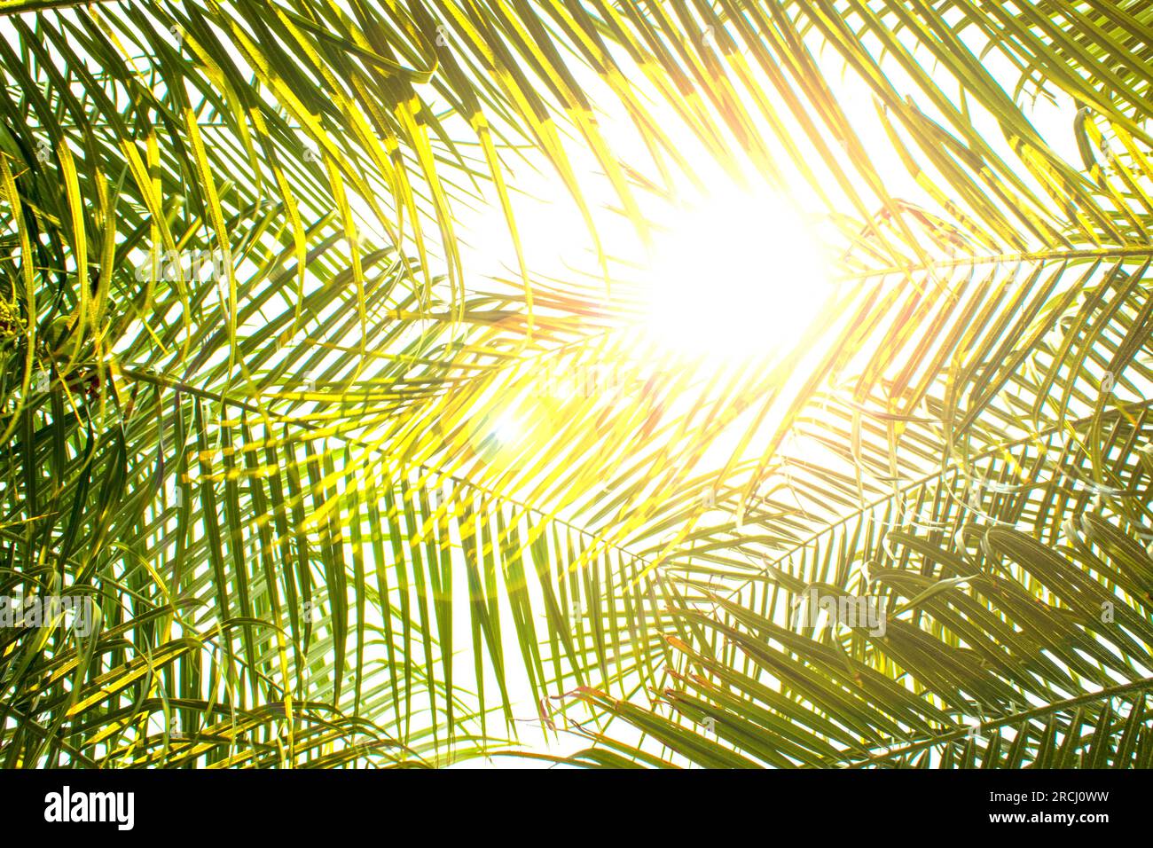 Abstrakter Hintergrund einer tropischen Palme mit Sonnenlicht im Sommer im Urlaub. Sommerferien und Outdoor-Abenteuer. Ein Farbstil mit einem Vint Stockfoto