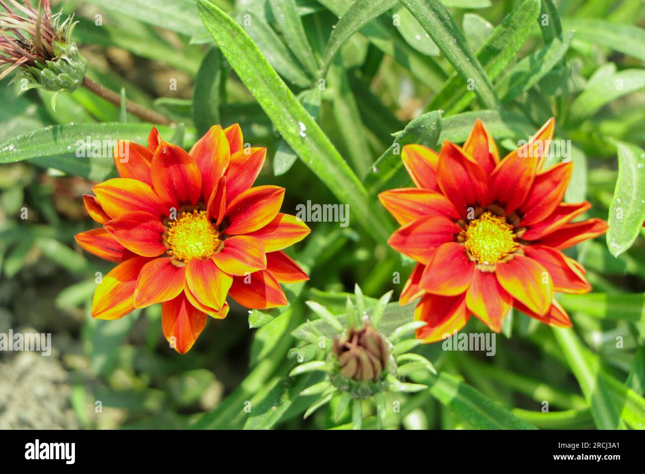 Gazanias (Schatzblume oder afrikanische Gänseblümchen) sind zarte mehrjährige Blumen mit bunten Blumen. Aus Südafrika Stockfoto