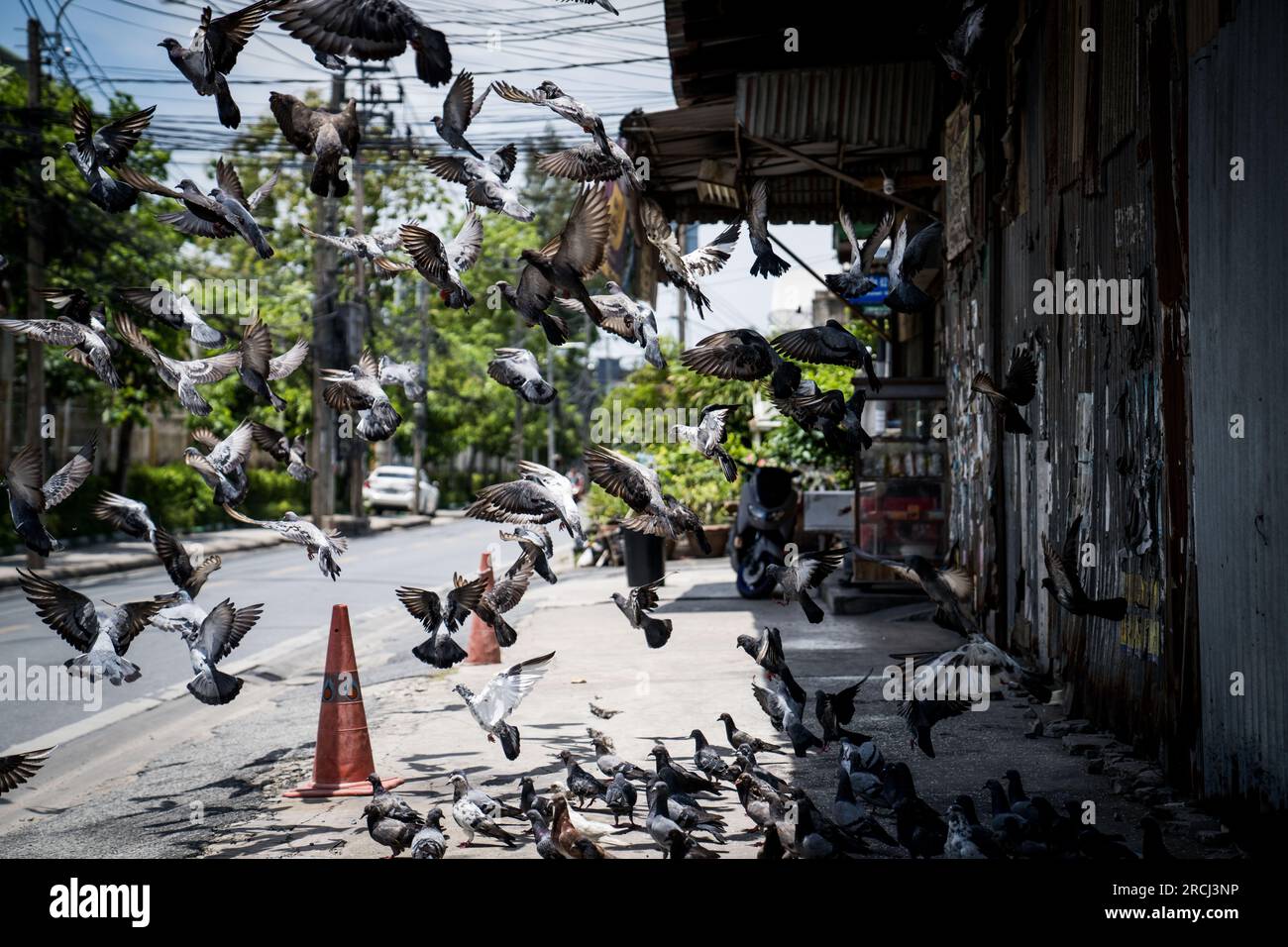 Bangkok, Thailand. 15. Juli 2023. Tauben, die auf den Straßen Bangkoks fliegen. Kredit: SOPA Images Limited/Alamy Live News Stockfoto