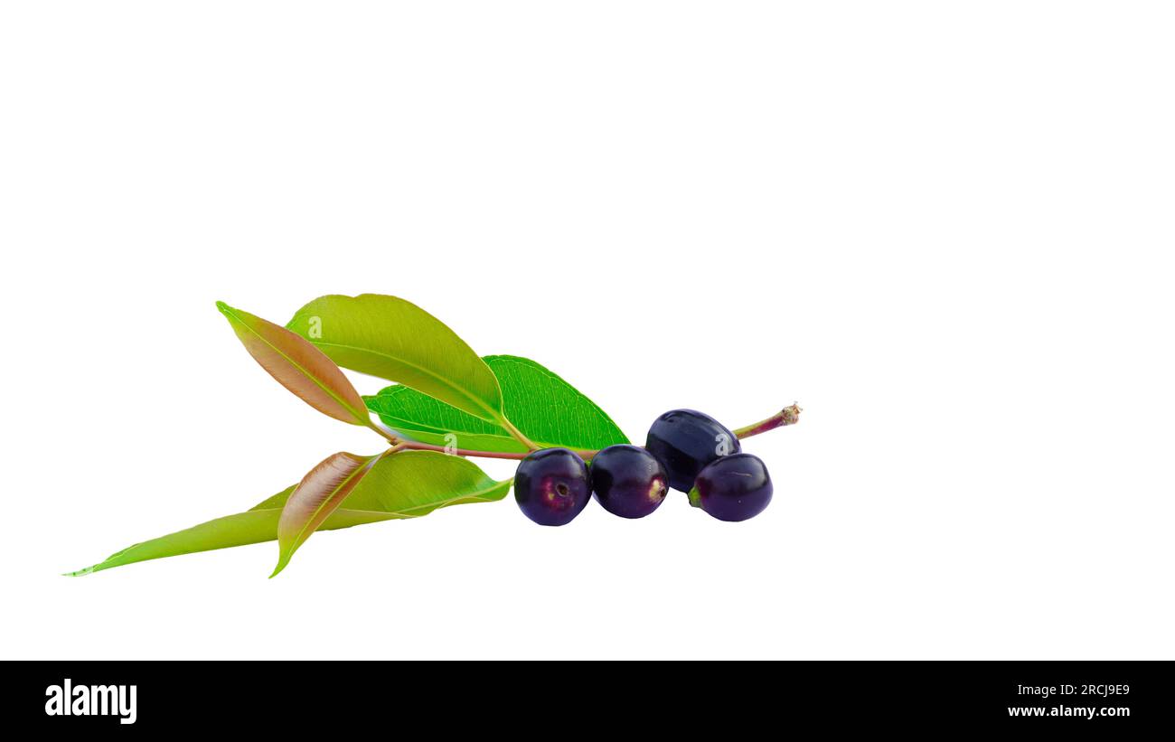 Selektives Fokusbild von schwarzem Jamun oder Eugenia Jambolana oder schwarzem Jambolan Plum auf weißem Hintergrund. Stockfoto