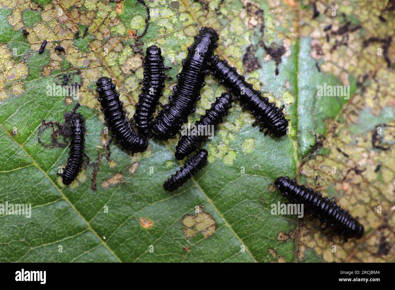 Erlenblättriger Käfer Agelastica alni - Larven Stockfoto
