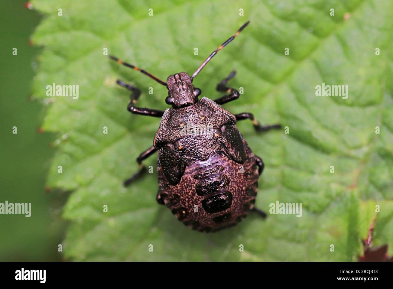 Rotes Bein Shieldbug Mid Instar Stockfoto