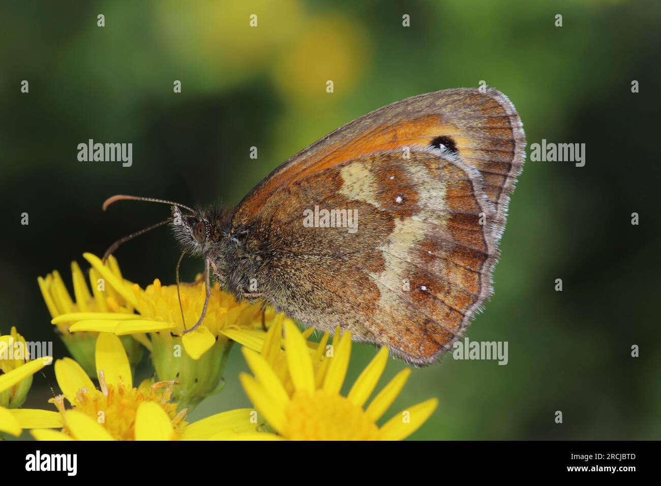 Torhüter Pyronia tithonus Stockfoto