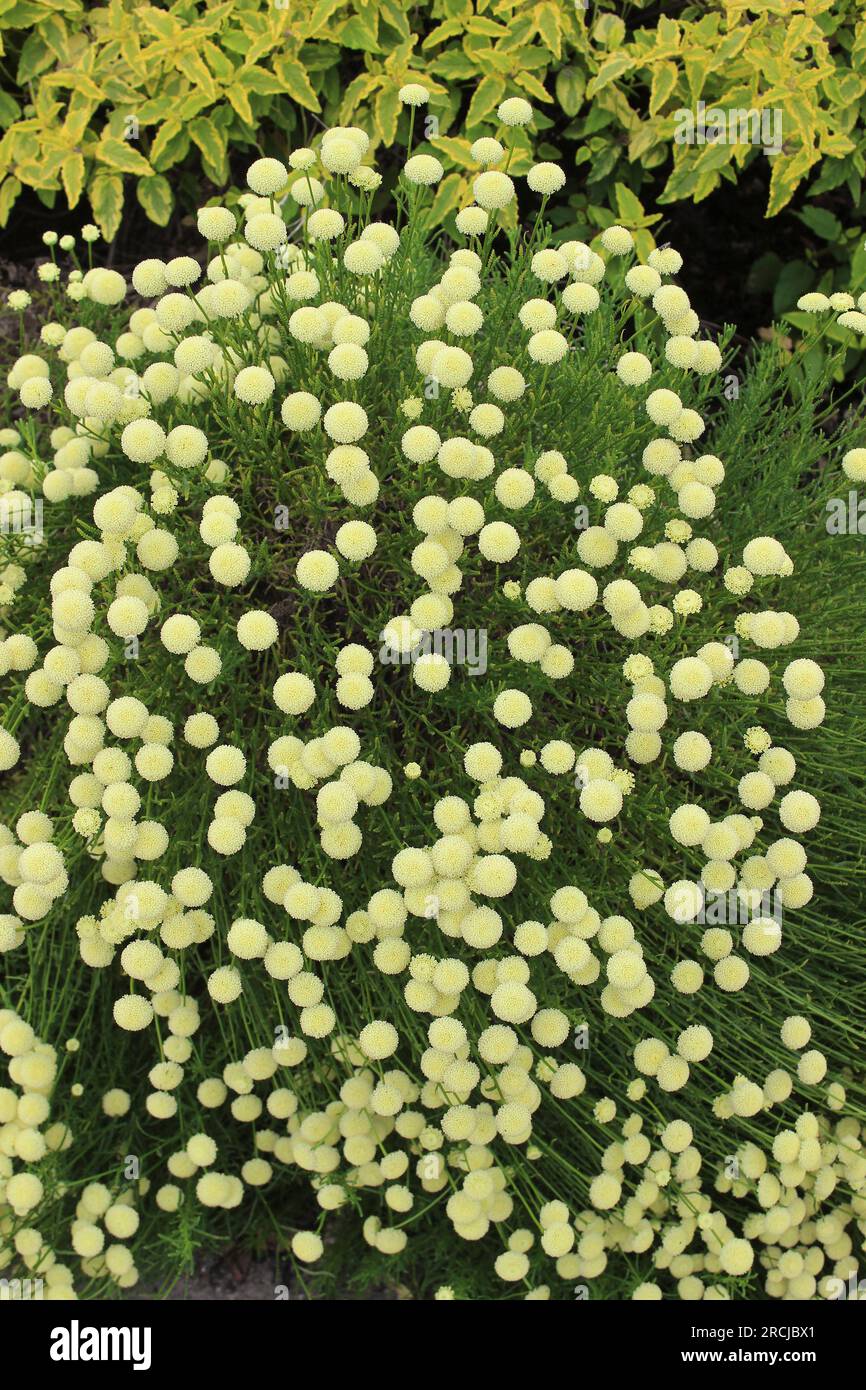 Santolina rosmarinifolia subsp. Rosmarinifolia „Primrose Juwel“ Stockfoto