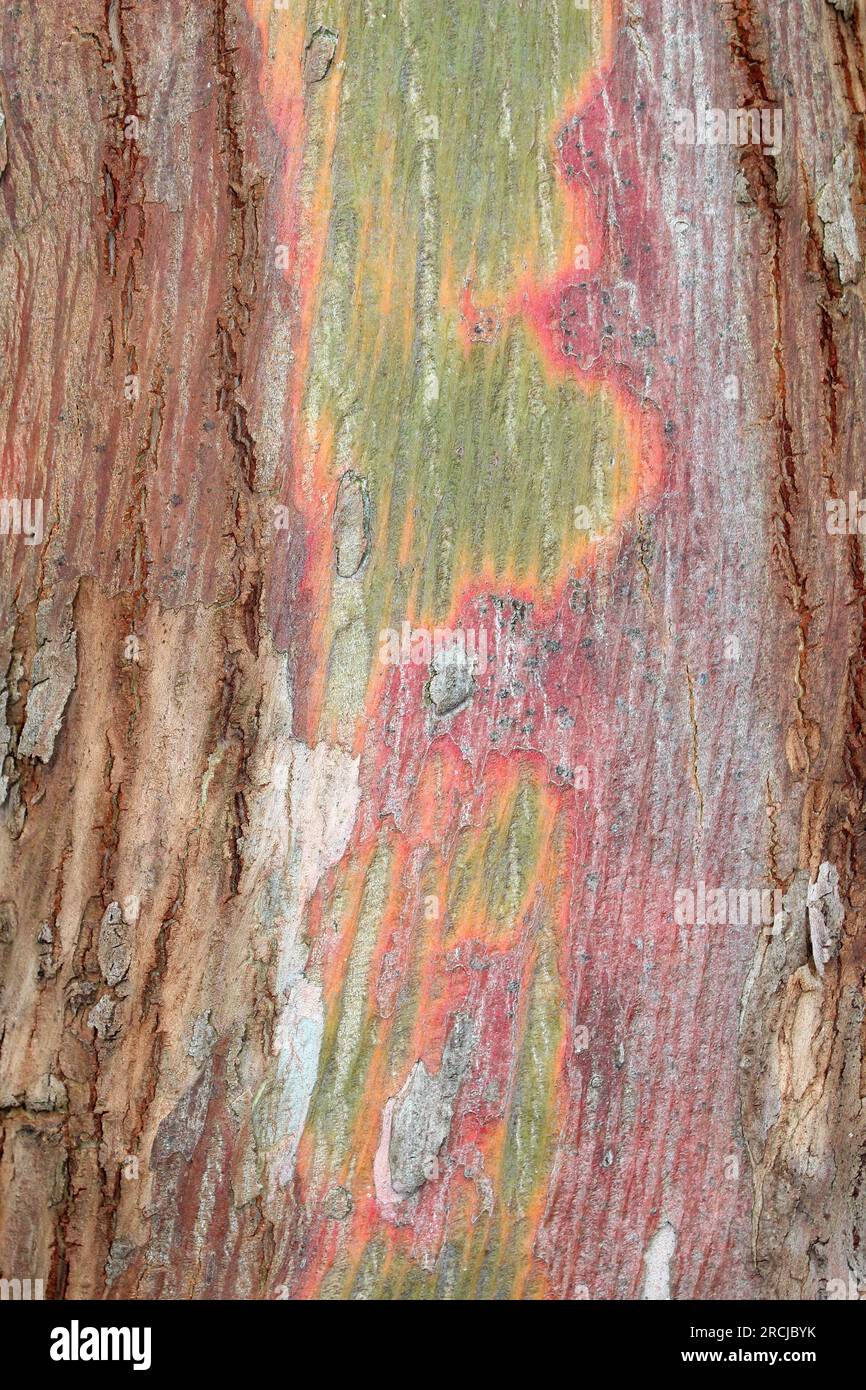Apfelgummi Eucalyptus gunnii Bark Stockfoto